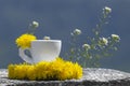 Coffee cup or mug, yellow dandelions flower, natural blue background and copy space Summer time in nature. Greeting card Royalty Free Stock Photo