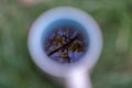 Coffee cup with reflection of branches