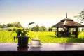 Coffee cup on the rice fields background. Beautiful Nature Royalty Free Stock Photo