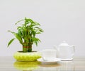 Coffee cup and teapot white. Bamboo tree in pot On the glass table wooden and a cement wall background