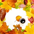 Coffee Cup on white background in autumn leaves