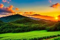 a coffee farm in the mountains of Panama.