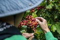 Coffee farmer picking ripe cherry beans, Fresh coffee bean in basket, Close up of red berries coffee beans Royalty Free Stock Photo