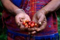 Coffee Farmer Showing Red Coffee Beans During Harvest