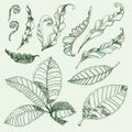 Coffee and fern leafs