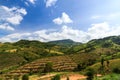 Coffee field Royalty Free Stock Photo