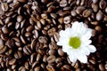 Coffee flower Royalty Free Stock Photo