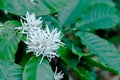 Coffee flower blooming on the tree Royalty Free Stock Photo