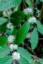 Coffee flower blooming on the tree Royalty Free Stock Photo