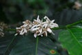 coffee flower blossom on coffee tree branch