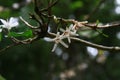 coffee flower blossom on coffee tree branch