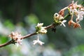 coffee flower blossom on coffee tree branch