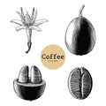 Coffee flower,Coffee bean hand drawing vintage clip art isolated