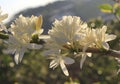 Coffee flower on coffee plantation Royalty Free Stock Photo