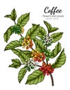 Coffee flower and leaf drawing illustration with line art on white backgrounds