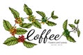 Coffee flower and leaf drawing illustration with line art on white backgrounds