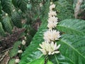 coffee flower in the mountains of Bengkulu Indonesia