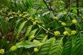 coffee flowers on a branch Royalty Free Stock Photo