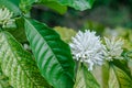 Coffee flowers that are still buds Royalty Free Stock Photo