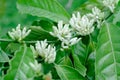 Coffee flowers that are still buds Royalty Free Stock Photo