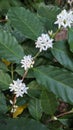 Coffee flowers , white Royalty Free Stock Photo