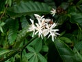 Coffee flowers Royalty Free Stock Photo