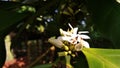 Coffee flowers that will make great coffee