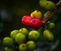 Coffee fruit