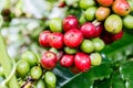 Coffee fruit branch