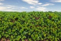 Coffee fruit in coffee farm and plantations in Brazil