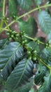 Coffee fruit , green