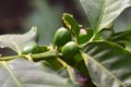 Coffee fruit tree,tropical Africa Royalty Free Stock Photo