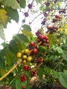 Coffee fruit trees
