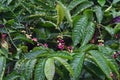 Coffee fruits and seeds on plant