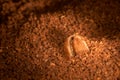 Coffee grain on the ground coffee. Royalty Free Stock Photo