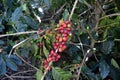 Coffee grains of varying degrees of ripeness on the branches of coffee bushes on a plantation in Costa Rica Royalty Free Stock Photo