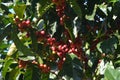 Coffee grains of varying degrees of ripeness on the branches of coffee bushes on a plantation in Costa Rica Royalty Free Stock Photo