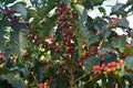 Coffee grains of varying degrees of ripeness on the branches of coffee bushes on a plantation in Costa Rica