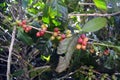 Coffee grains of varying degrees of ripeness on the branches of coffee bushes on a plantation in Costa Rica Royalty Free Stock Photo