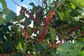 Coffee grains of varying degrees of ripeness on the branches of coffee bushes on a plantation in Costa Rica Royalty Free Stock Photo