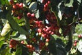 Coffee grains of varying degrees of ripeness on the branches of coffee bushes on a plantation in Costa Rica Royalty Free Stock Photo