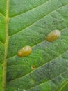 Coffee green scale injured on guava leaf.