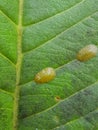 Coffee green scale injured on guava leaf.