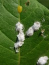 Coffee green scale injured on guava leaf.