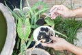 Coffee grounds being added to alovera plant as natural organic fertilizer rich in nitrogen for growth Royalty Free Stock Photo