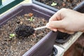 Coffee grounds being added to baby basil plant as natural organic fertilizer rich in nitrogen for growth Royalty Free Stock Photo