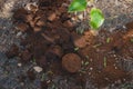 Coffee grounds from the coffee machine from the coffee machine as a fertilizer Royalty Free Stock Photo