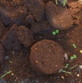 Coffee grounds from the coffee machine from the coffee machine as a fertilizer Royalty Free Stock Photo