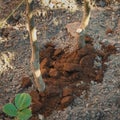 Coffee grounds from the coffee machine from the coffee machine as a fertilizer Royalty Free Stock Photo