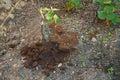 Coffee grounds from the coffee machine from the coffee machine as a fertilizer